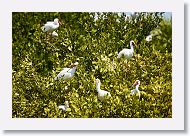03a-084 * White Ibis * White Ibis