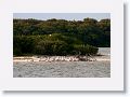 White Pelicans at Alafia Banks