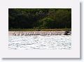 White Pelicans