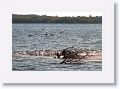 White Pelicans
