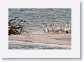 Brown Pelican Fly-by Of White Pelicans at Alafia Banks