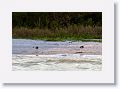 Oyster Catchers