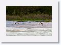 Oyster Catchers