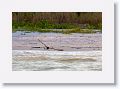 Oyster Catcher