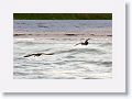 Oyster Catchers