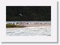 Rosette Spoonbills, Immature American White Ibis, Great Egrets, Oyster Catchers
