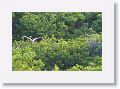 Black-crowned Night Heron