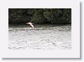 Rosette Spoonbill