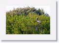Brown Pelican