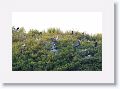 Brown Pelicans nesting with chicks, Cormorants, Ibis