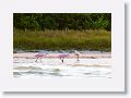 Rosette Spoonbills