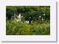 Snowy Egret, Cattle Egrets, Ibis
