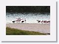 Rosette Spoonbill feeding time