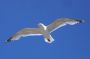 Image888 * Black-legged Kittiwake