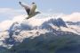 Image889 * Black-legged Kittiwake