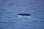 Image894 * Humpback
