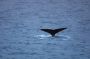 Image895 * Humpback