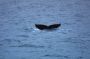 Image896 * Humpback