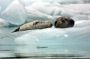 Image901 * Harbor Seals