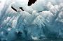 Image907 * Blue Ice