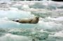 Image909 * Harbor Seal