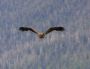 Image919 * Immature Eagle