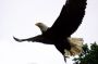 Image922 * Eagle Away