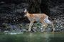 Image923 * Black-tailed Deer