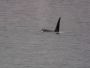 Image931 * Orca