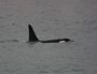 Image932 * Orca