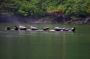 Image933 * Harbor Seals in Misty Fjord