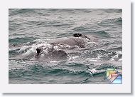Humpbacks * (72 Slides)