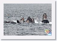 Humpbacks * (66 Slides)