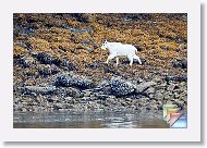 WalkerCove * (162 Slides)