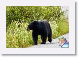 02bVermilionLakesBear * (31 Slides)