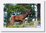 02dBanffBullElks * (15 Slides)