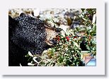 04fBlackBearVsBuffaloberries * (60 Slides)