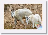 05acIcefieldParkwayMountainGoats * (26 Slides)