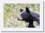 05fBlackBearVsBuffaloberries * (36 Slides)