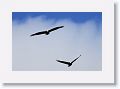 This is the the PS14 pair flying over Bailies Bluff Road