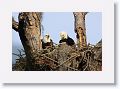 The Bailies Bluff Road pair on PS04b have a chick on the nest this season