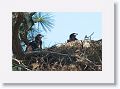 Two American Bald Eagle chicks on nest PS014 in February