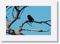 Adult American Bald Eagle in a tree adjacent to nest PS014 in February