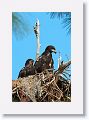 Two American Bald Eagle chicks on nest PS004, north of PS014, in February