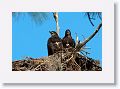 Two American Bald Eagle chicks on nest PS004 in February