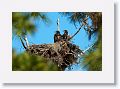 Two American Bald Eagle chicks on nest PS004 in February