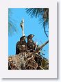 Two American Bald Eagle chicks on nest PS004 in February