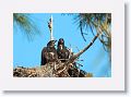 Two American Bald Eagle chicks on nest PS004 in February