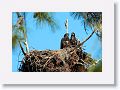 Two American Bald Eagle chicks on nest PS004 in February