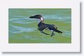 Razorbills are Auks, which fill the niche of penguins in the northern hemisphere